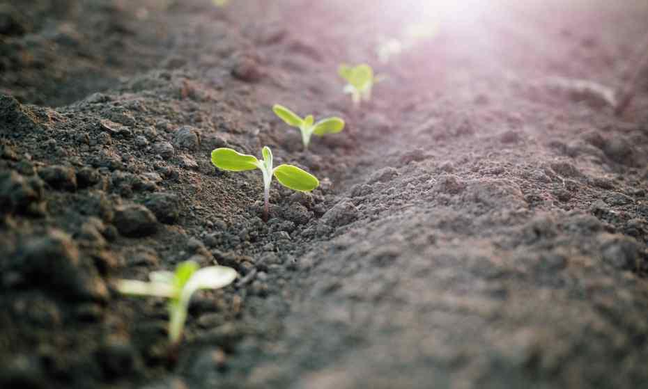 seedlings germinating